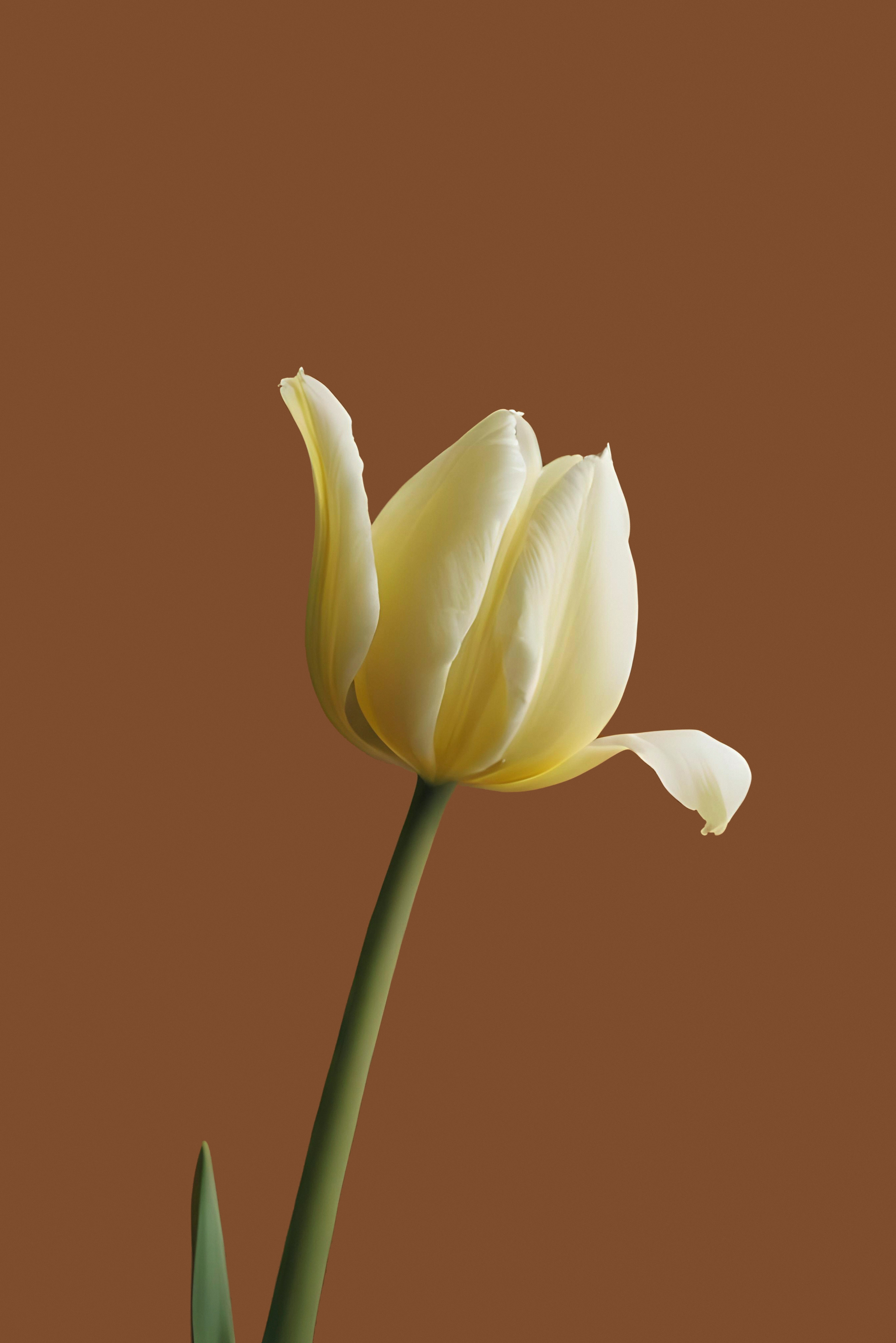 Gelbe Blume auf braune Hintergrund