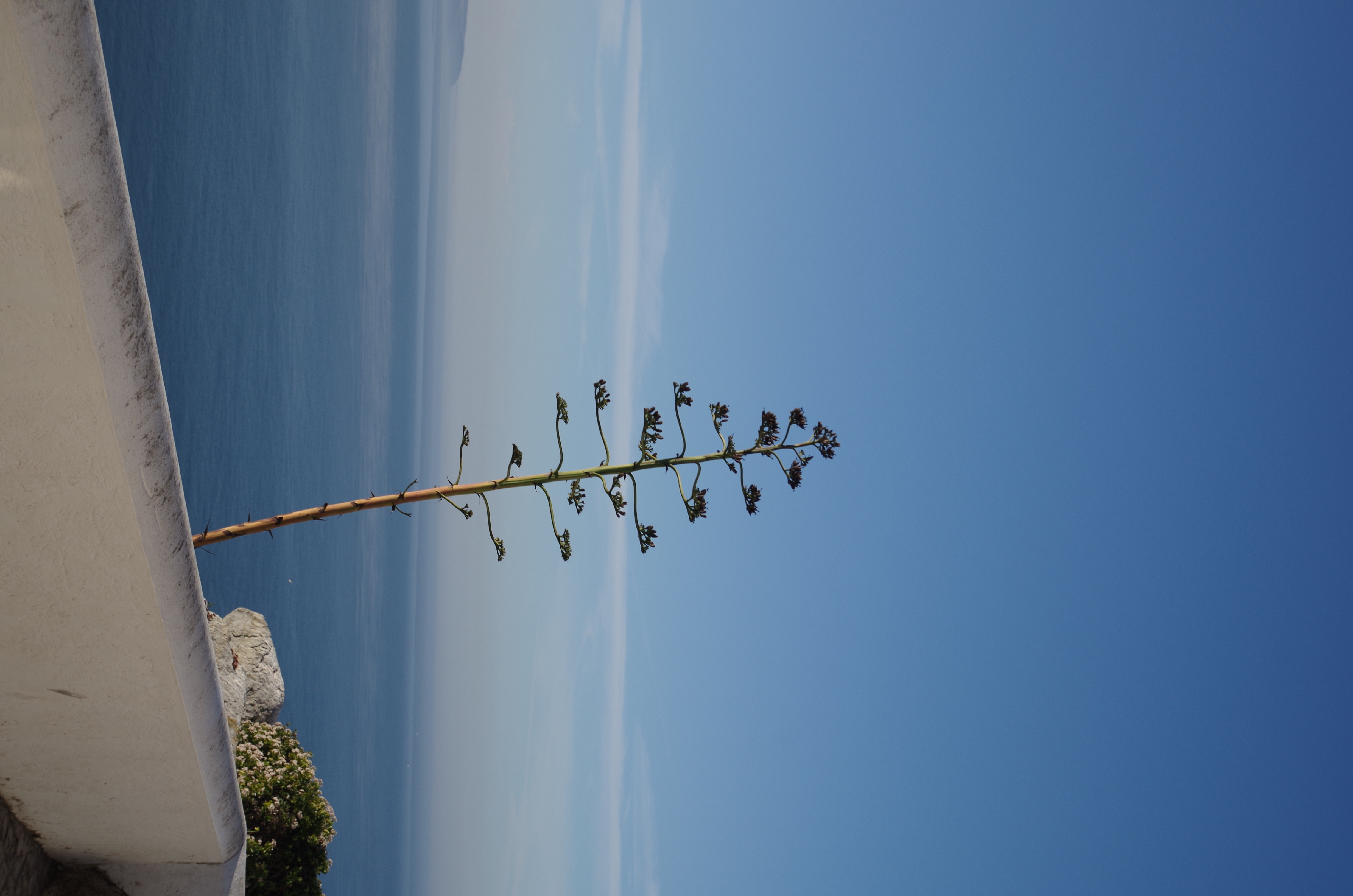 Baum auf einem Felsen