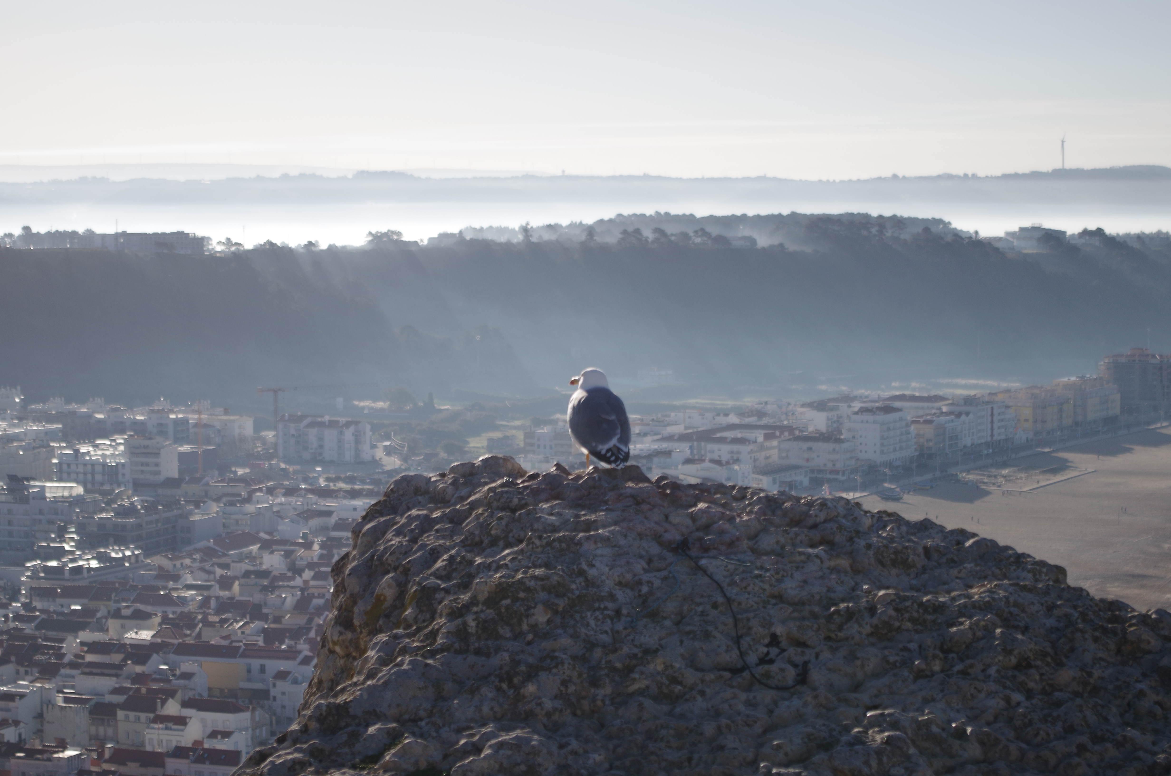 Möwe auf einem Felsen